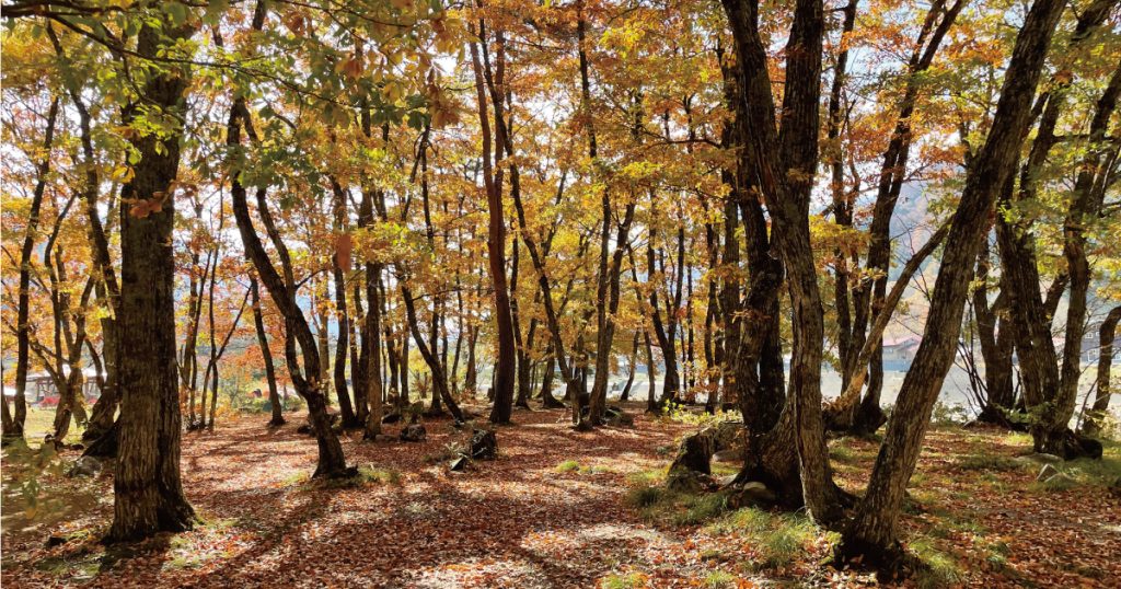 ひらせ温泉キャンプサイト