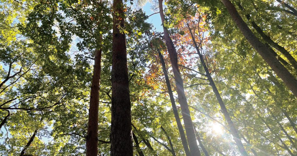 さくらみぼろ湖畔